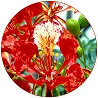 Delonix Regia