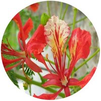 Flamboyant - Delonix Regia
