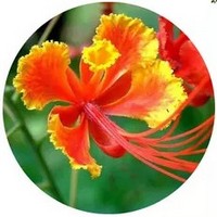 Flamboyant - Delonix Regia