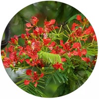 Delonix Regia