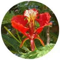 Flamboyant - Delonix Regia