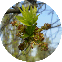Fresno - Fraxinus Excelsior