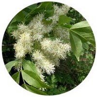 Fresno Florido- Fraxinus Ornus