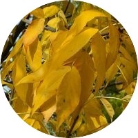 Fresno - Fraxinus Pennsylvanicus