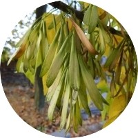 Fresno - Fraxinus