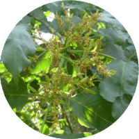 Fresno - Fraxinus Ornus