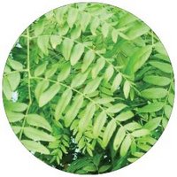 Gleditsia Triacanthos