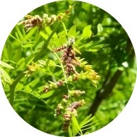 Gleditsia Triacanthos