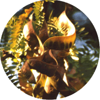 Gleditsia Triacanthos