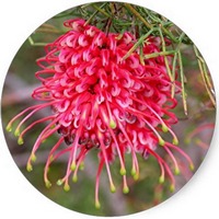 Grevillea Robusta