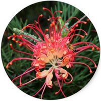 Grevillea Robusta