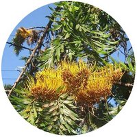 Grevillea Robusta