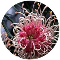 Grevillea