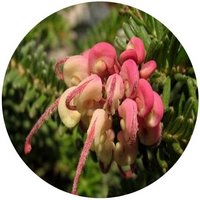 Grevillea Baueri