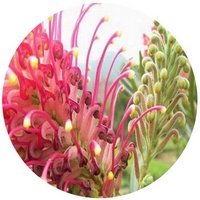 Grevillea Banksii