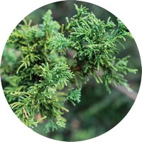 Chamaecyparis Obtusa - Hinoki