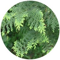 Chamaecyparis Obtusa - Hinoki