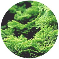 Hinoki - Chamaecyparis