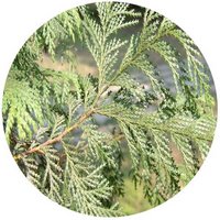 Chamaecyparis Pisifera - Sawara Cypress