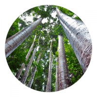 Kauri - Agathis Australis