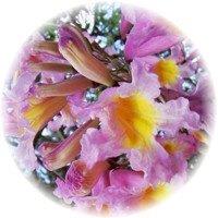 Lapacho - Pau d'arco