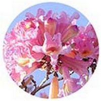 Lapacho - Pau d'arco