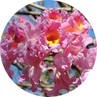 Lapacho - Pau d'arco