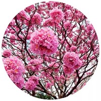 Lapacho - Pau d'arco