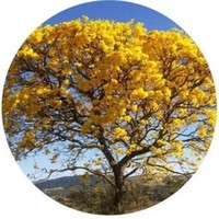 Lapacho - Pau d'arco