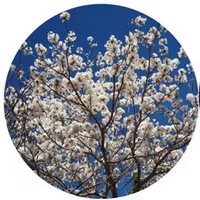 Tabebuia Roseo-Alba - White Ip�