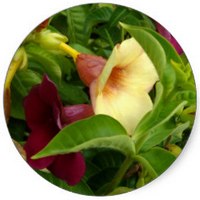 Lapacho - Tabebuia Alba