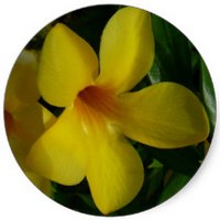 Lapacho - Tabebuia Alba