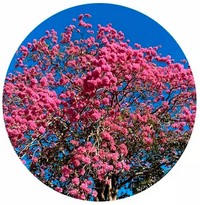Tabebuia Rosea - Lapacho