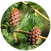 Larch - Larix Decidua