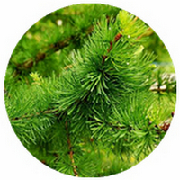 Larch - Larix Decidua