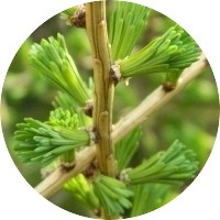 Larch - Larix Decidua