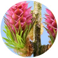 Larch - Larix Decidua