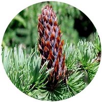 Larix Chinensis