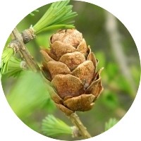 Larch - Larix Decidua