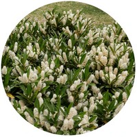Prunus Laurocerasus - Cherry Laurel