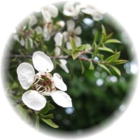 Leptospermum Petersonii