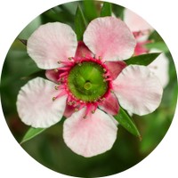 Leptospermum Petersonii