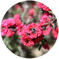 Leptospermum Petersonii