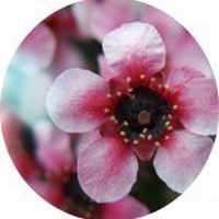 Manuka Flower - Leptospermum Petersonii