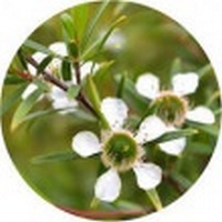 Leptospermum Petersonii - Aceite de Manuka