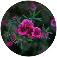 Leptospermum Scoparium