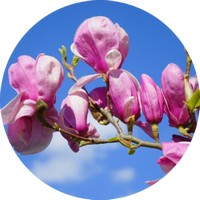 Magnolia