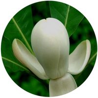 Magnolia Officinalis