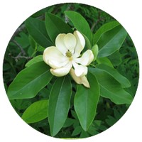 Magnolia Officinalis