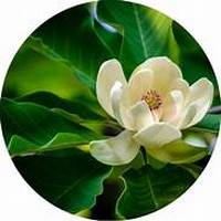 Magnolia Officinalis